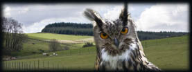 Huntly Falconry Centre Corporate Days and Events