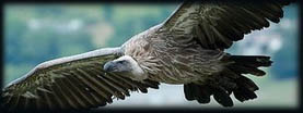 Huntly Falconry Centre Corporate Days and Events